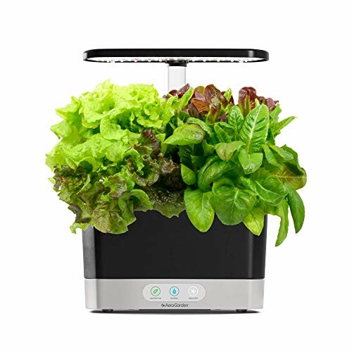 Herbs Grown Indoors Using AeroGarden